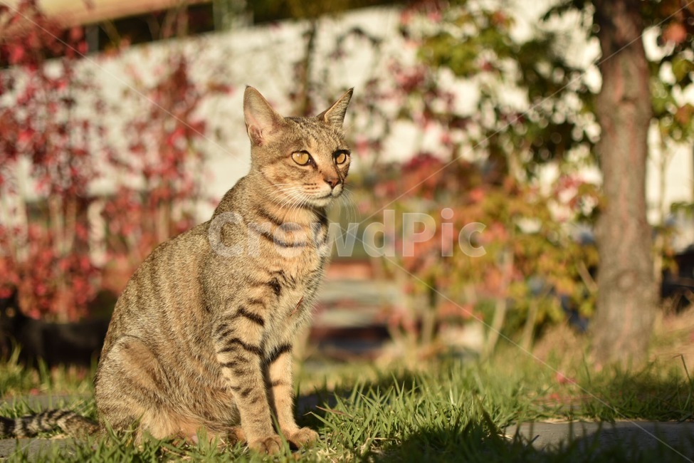 고양이,동물,길고양이,야생고양이,야생동물,동물,animal,포유류,mammal,고양이,cat,kitten,kitty