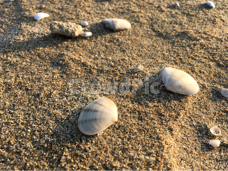 모래사장,해변,조개,바다,자연,beach,sea,clam,nature,landscape,해변,바다,beach,sea