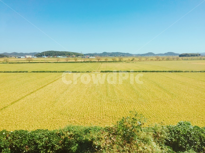 field,들,grassland,자연,nature,논,밭,평야,곡식,벼