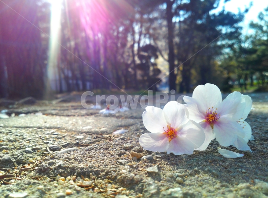 plant,식물,flower,geranium,꽃,petal,꽃잎,blossom,봄,벗꽃,식물,자연,plants,nature,꽃,flower