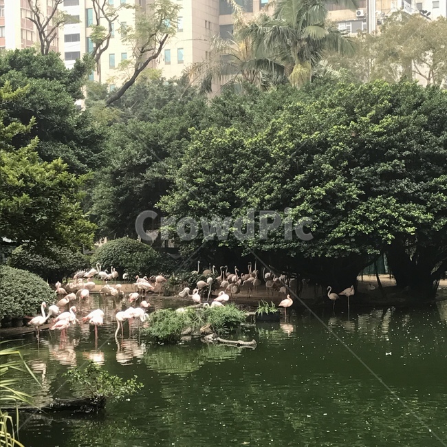 홍학,플라밍고,공원,구룡공원,flamingo