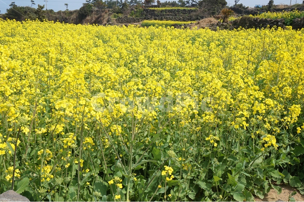 제주도,유채꽃,나무,꽃,노란색,녹색,flower,green,yellow,봄,계절,spring,season,식물,자연,plants,nature,꽃,flower,plant,field,들,outdoors,옥외,grassland,목초지,farm,농장,rural,농촌,meadow