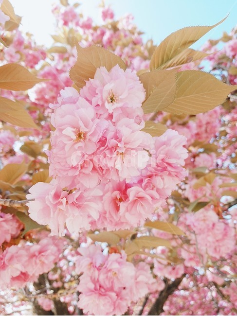 겹벚꽃,왕벚꽃,봄,벚꽃,꽃,식물,자연,plants,nature,꽃,flower