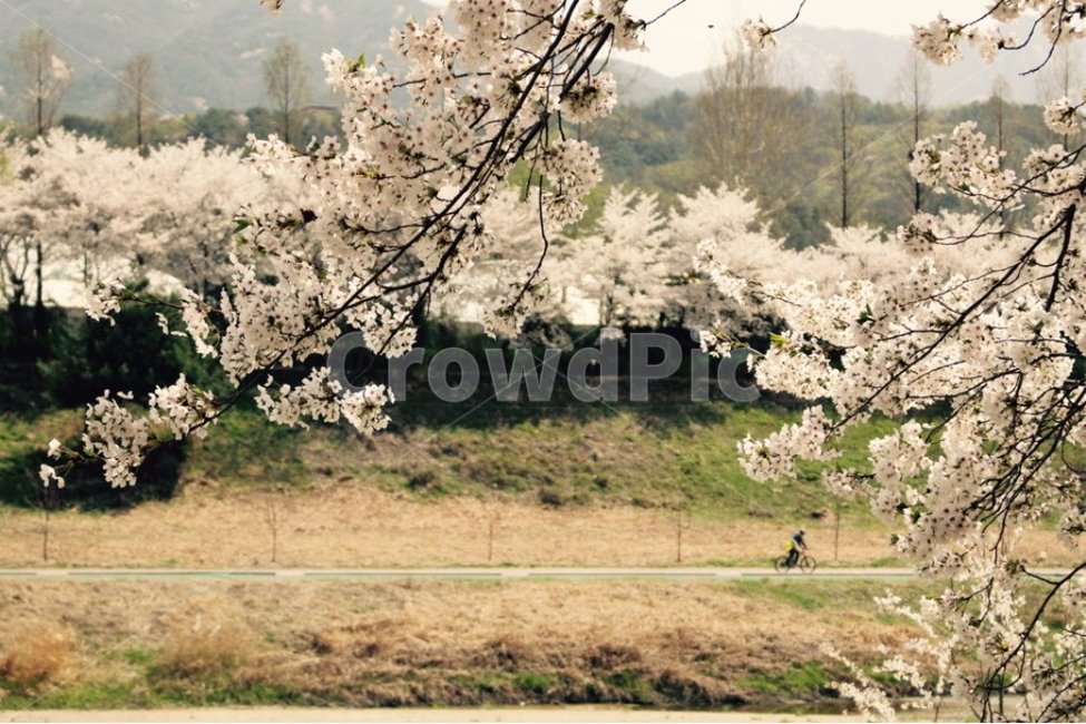 꽃,벚꽃,산책,자전거,blossom,cherryblossom,bicycle,야외,outdoors,walk