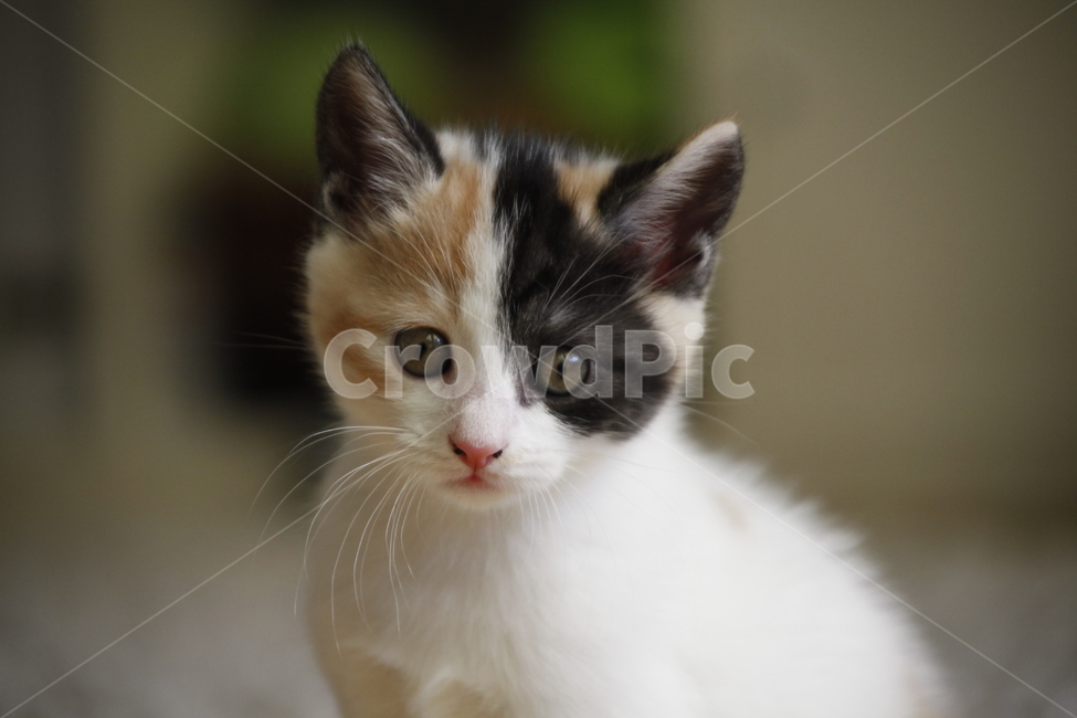 고양이,점박이,아기고양이,러블리,cat,kitty,동물,animal,포유류,mammal,고양이,cat,kitten,kitty