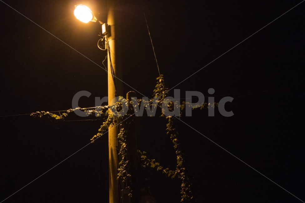 풍경,가로등,야경,밤거리,거리,야경,밤,풍경,nightscape,night,landscape,lamp post,램프 포스트