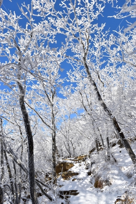 소백산,눈꽃풍경,상고대,겨울풍경,국립공원,겨울동화,눈풍경,파란하늘,100대명산,겨울명산,설경,서리꽃,영동,snow,landscape,자연,풍경,nature,landscape,겨울,계절,winter,season,outdoors,옥외,눈