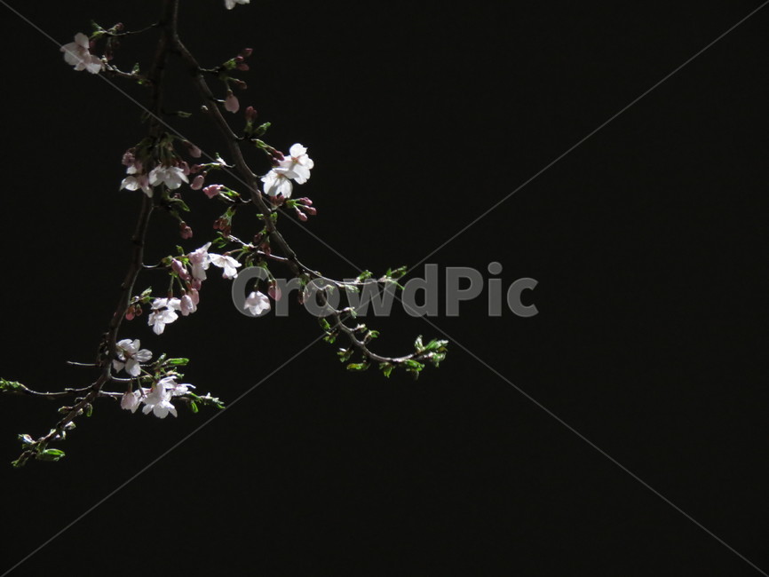 벚꽃,밤,꽃,봄,야경,흐드러지다,흰벚꽃,bitchinanunbutkkot,비,꽃비,cherryblossms,봄,계절,spring,season,야경,밤,풍경,nightscape,night,landscape,plant,식물,flower,blossom