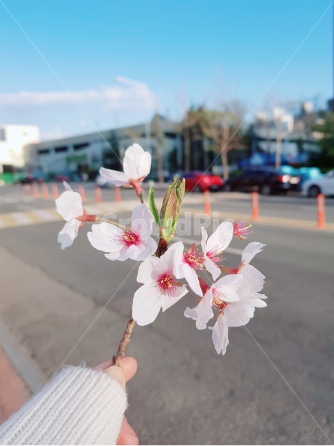 벚꽃,꽃,식물,자연,감성사진,봄,계절,spring,season,plant,geranium,제라늄,flower,blossom