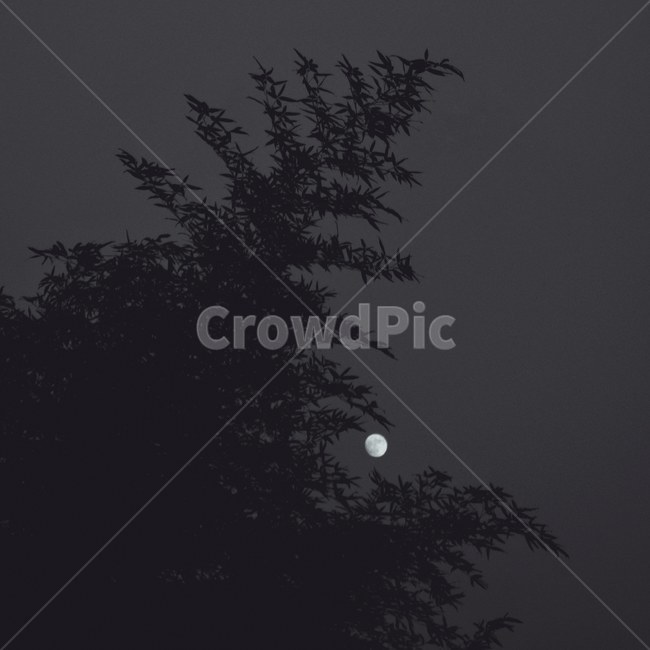 nature,자연,outdoors,옥외,astronomy,천문학,night,밤,outerspace,대기권밖,universe,우주,space,moon,달,대나무,야경,하늘,흑백,abamboo,nightview,sky,blackandwhite,blackandwhitephotograph
