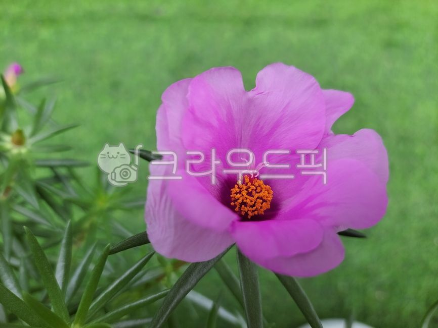 채송화,nature,자연,꽃,flower,꽃잎,분홍,고운잎,꽃술,꽃의요정