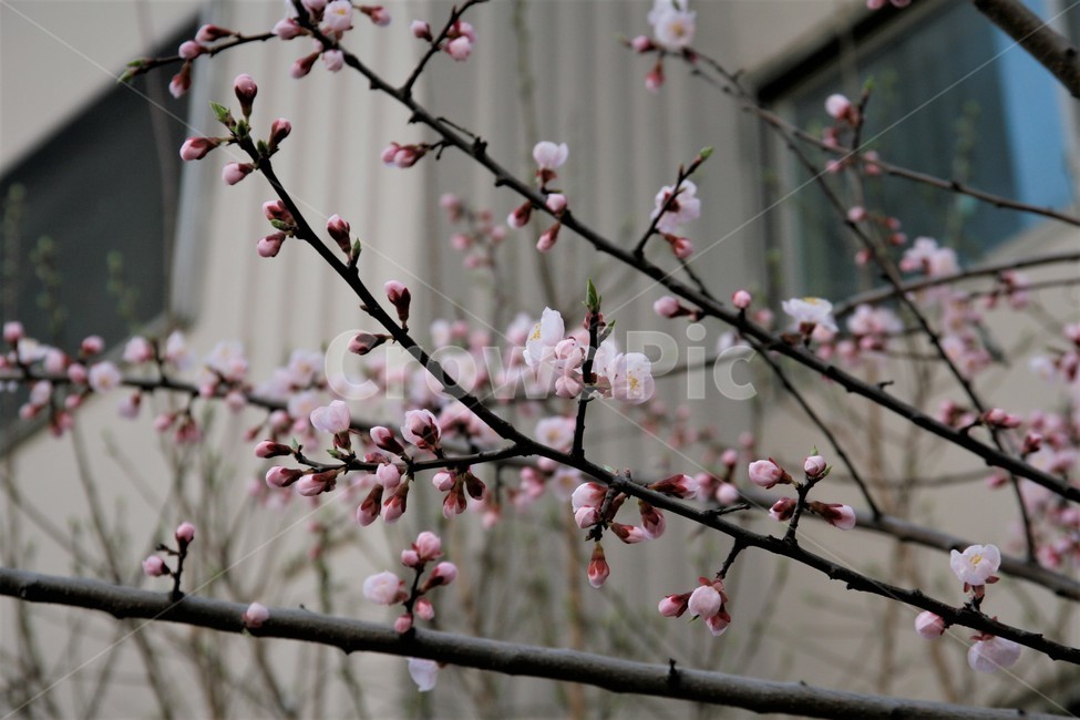 벚꽃,봄,벚꽃나무,벚꽃놀이,꽃,식물,식물,자연,plants,nature,꽃,flower