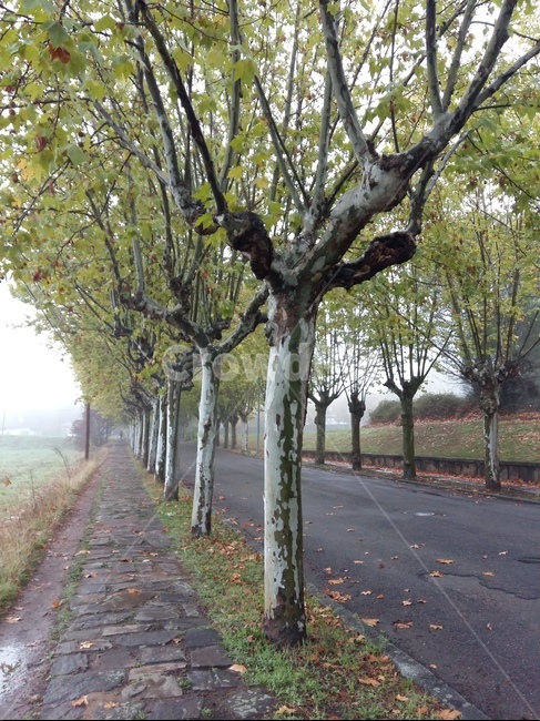 산티아고순례길,스페인풍경,순례길풍경,나무,길,구름,camino,caminodesantiago