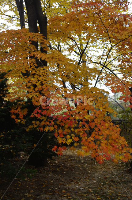 가을,fall,나무,식물,plant,단풍,잎,가을,계절,fall,autumn,season,leaf,tree,maple