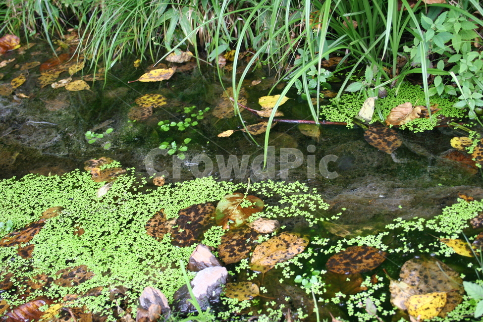 water,물,nature,자연,land,땅,outdoors,연못,탐구생활,물이끼,청정