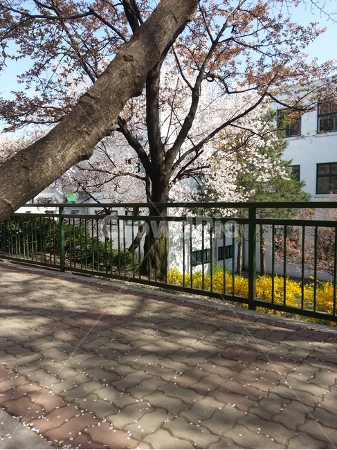 난간,banister,cherryblossom,flower,봄,봄,계절,spring,season