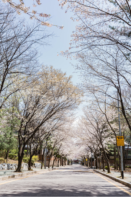자연,natural,하늘,sky,구름,cloud,벚꽃,식물,plant,cherryblossom,푸릇,봄,spring,봄,계절,spring,season,자연,풍경,nature,landscape,tree,나무