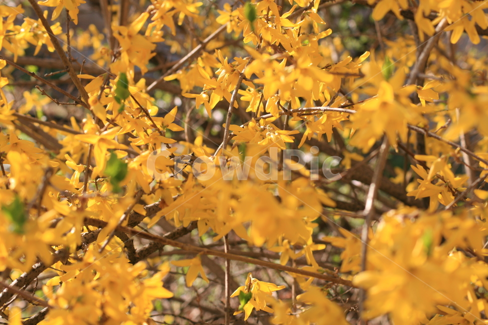 plant,식물,꽃,개나리,flower,봄,만개,노란색