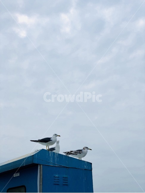 갈매기,인천,구름,하늘,새,항구,동물,animal,조류,새,birds