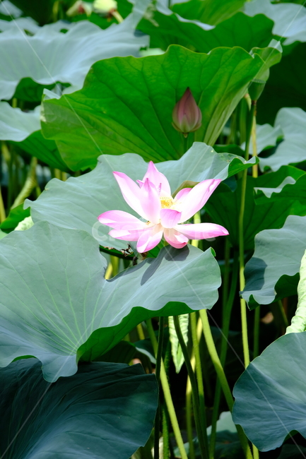 plant,식물,blossom,flower,꽃