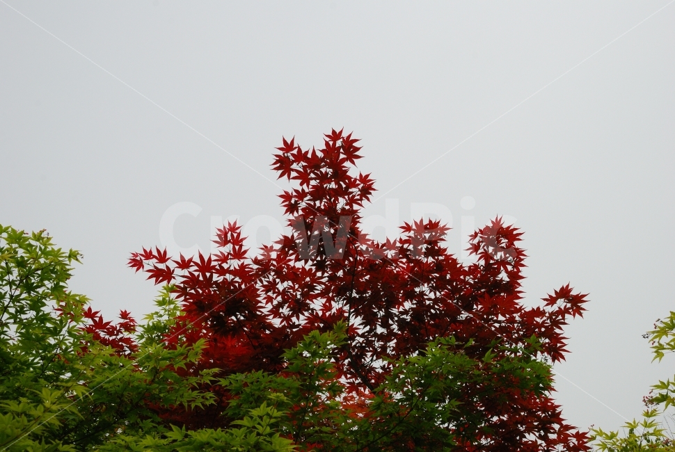 단풍나무,단풍,초록,붉은,하늘,가을,봄,계절,공원,조경,배경,식물,자연,plants,nature