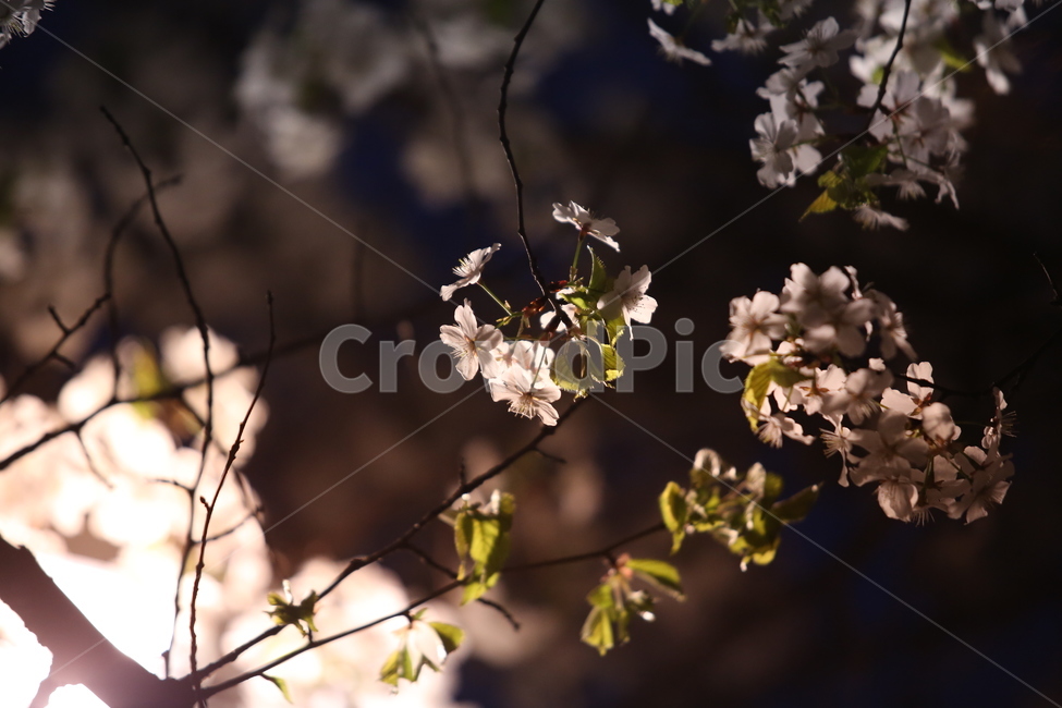 밤,꽃,벚꽃,조명,아련함,따스함,봄,계절,spring,season,야경,밤,풍경,nightscape,night,landscape,식물,자연,plants,nature,꽃,flower,감성,sensible,feeling,plant,blossom
