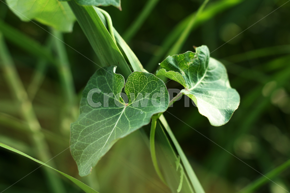 plant,leaf,나뭇잎,식물,green