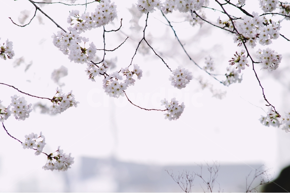 감성사진,봄,꽃,매화,사랑,감사,봄날,봄꽃,4월,벚꽃,튤립꽃,봄,계절,spring,season,식물,자연,plants,nature,꽃,flower,감성,sensible,feeling,plant,blossom