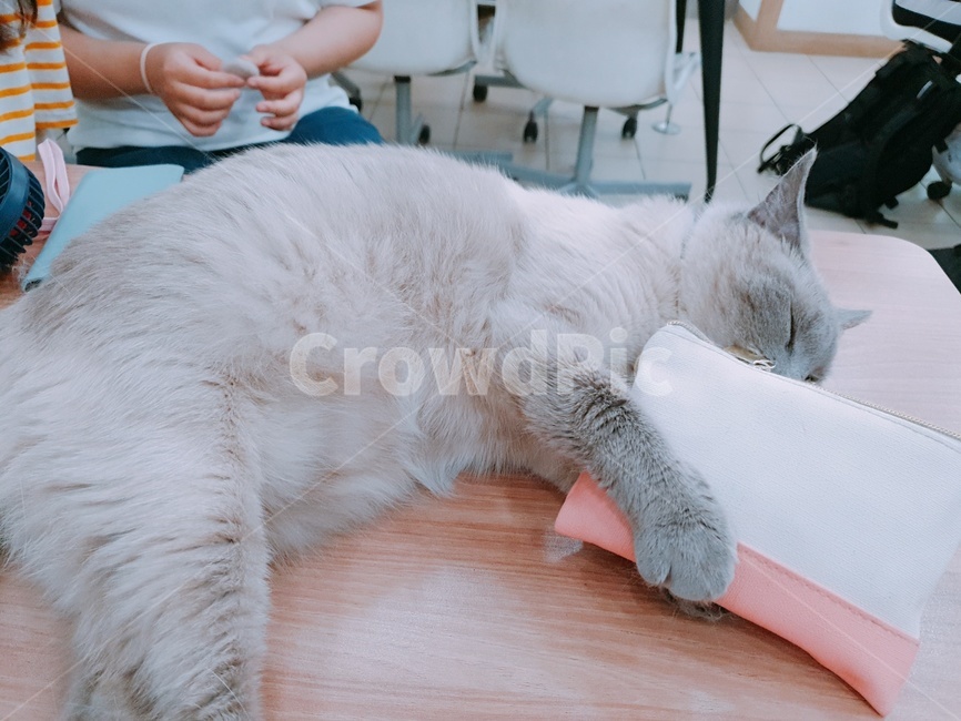 동물,반려동물,고양이,개냥이,길냥이