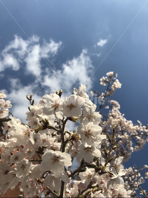 하늘,구름,벚꽃,봄,벚나무,봄,계절,spring,season,식물,자연,plants,nature,꽃,flower,plant,blossom