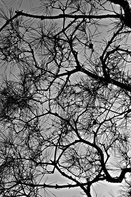 소나무,솔잎,빛,하늘,자연,배경,식물,자연,plants,nature,나무,trees,wood,실루엣,그림자,silhouette,shadow