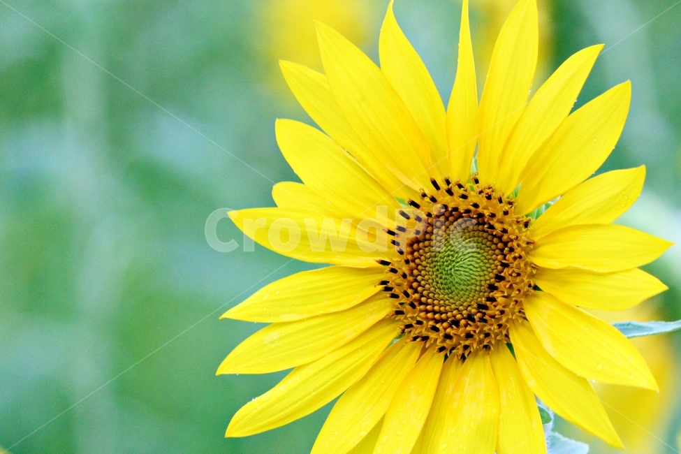 해바라기,꽃,자연,노랑,yellow,plant,식물,flower,sunflower,nature,접사,감성,식물,자연,plants,nature,꽃,flower