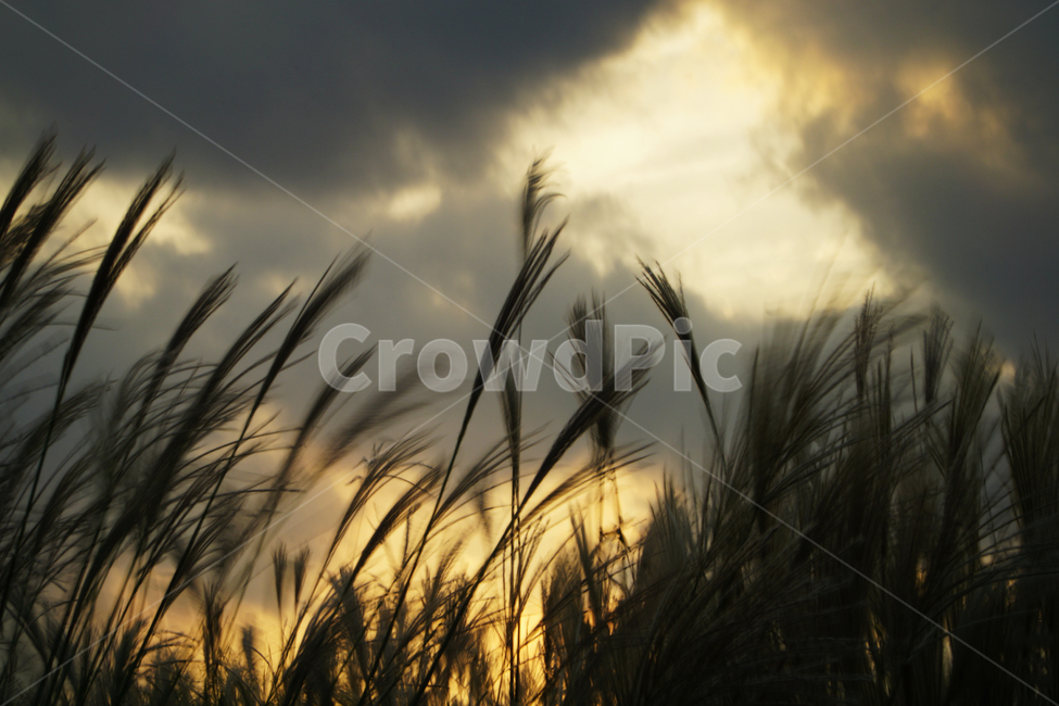 갈대,하늘공원,노을,가을,바람,흔들림,풀,자연,풍경,nature,landscape,grass,잔디,plant,식물