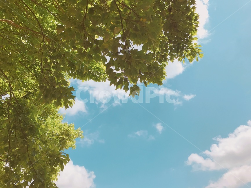 가을,하늘,자연,식물,나무,flower,nature,plants,감성,sky,tree