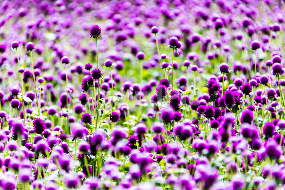 식물,꽃,분홍,천일홍,자연,식물,자연,plants,nature,꽃,flower