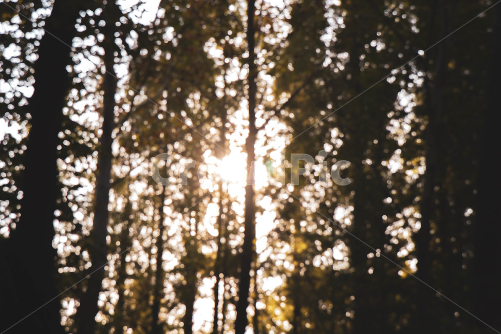 flare,플레어,light,빛,sunlight,햇빛,나무,숲,tree