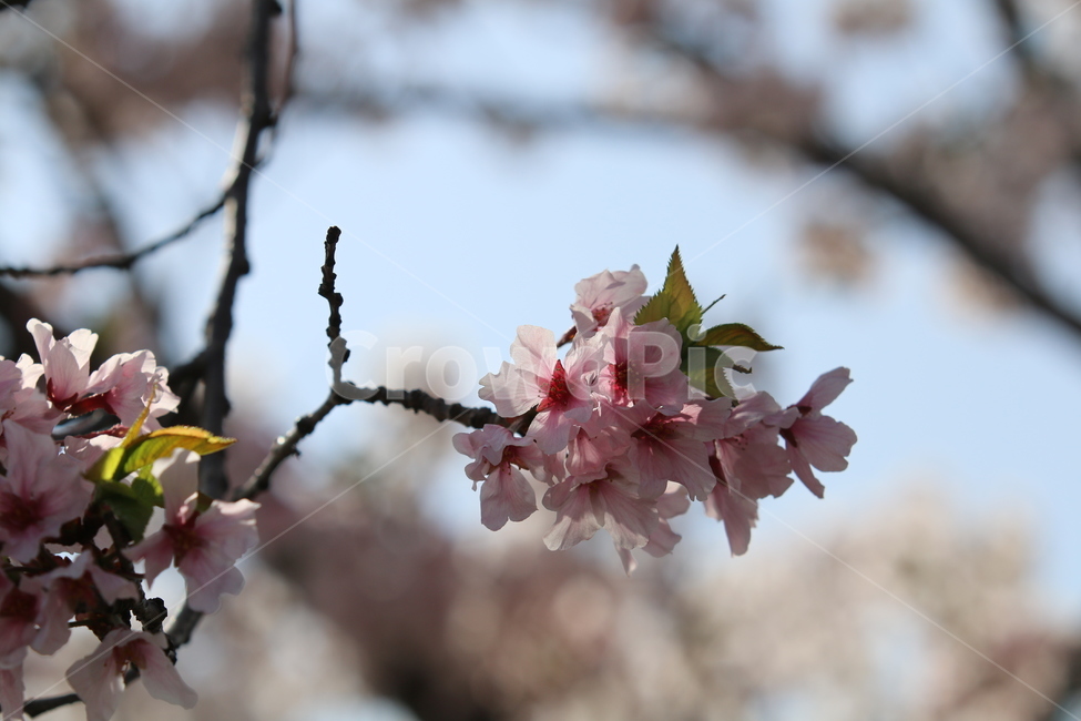 식물,꽃,벚꽃,flower,blossom,cherryblossom,봄,계절,spring,season,식물,자연,plants,nature,꽃,flower