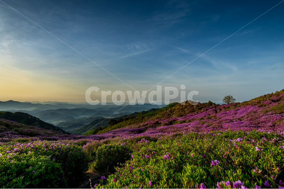 자연,풍경,일출,하늘,구름,태양,황매산,철쭉,철쭉축제,산,운해,nature,landscape,sunrise,sky,clouds,sun,봄,계절,spring,season,자연,풍경,nature,landscape,한국자연풍경,한국자연경관,korea nature landscape,outdoors,옥외,grassland,목초지,field,들
