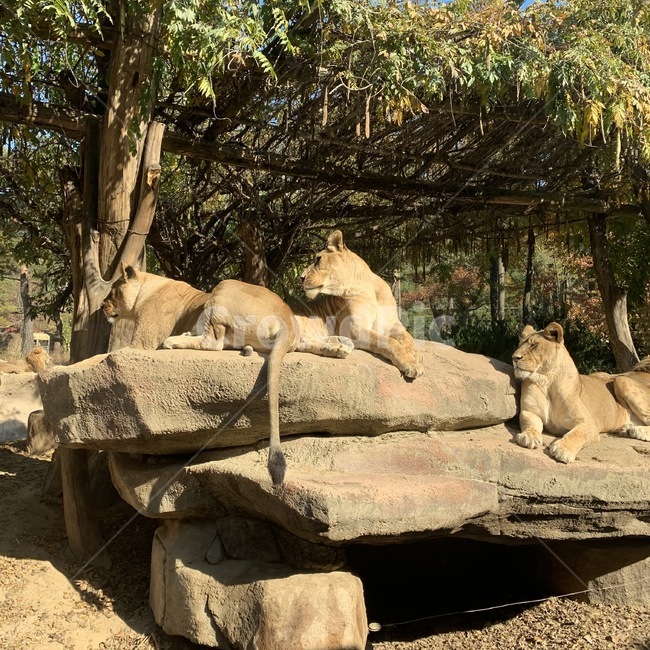 동물,animal,사자,동물원,lion,포유류,암사자
