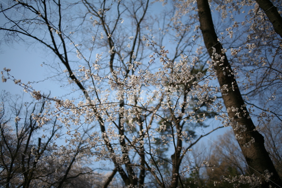 풍경,꽃,벚꽃,봄,나무,tree,flower,cherryblossom,blossom