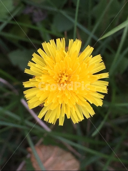 노랑꽃,flower,민들레,dandelion,꽃,식물,blossom,만개