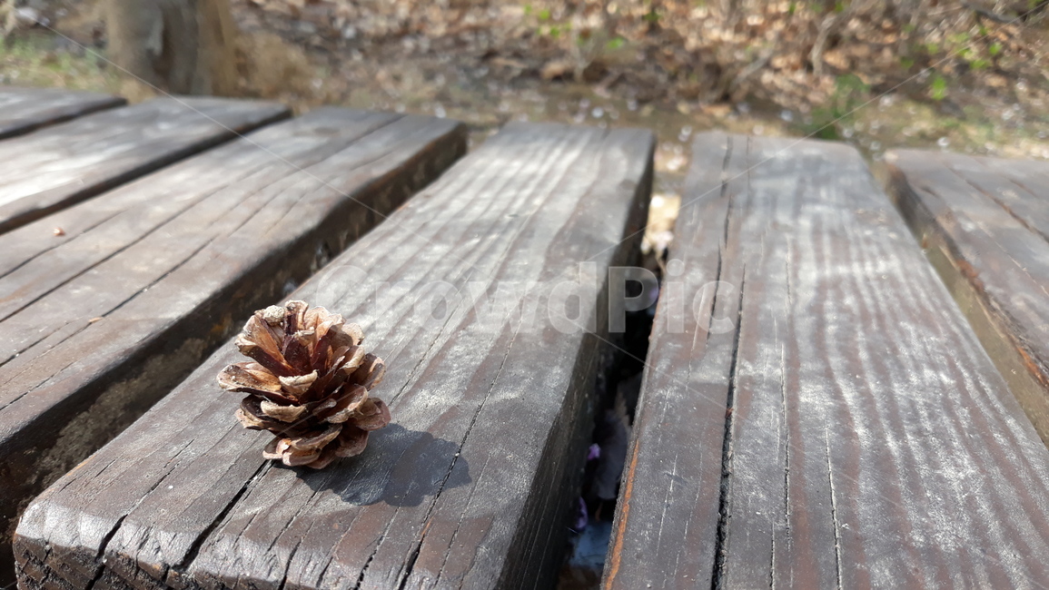 솔방울,나무,wood,plant,식물,나무벤치,가을,자연,nature