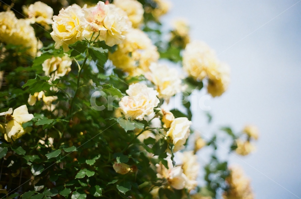 장미,노랑장미,로맨틱,꽃,플라워,식물,자연,plants,nature,꽃,flower