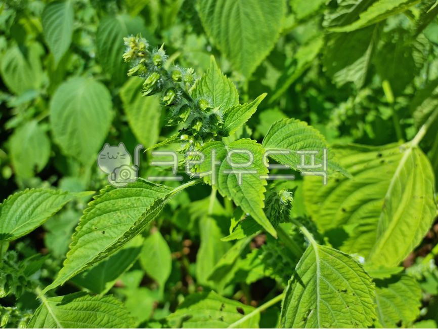들깨,들깨잎,깻잎,쌈재료,식재료,밭농사,농촌,시골,재배,농사,열매,들깨열매,밭