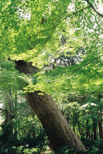 나무,궁궐,필카,종묘,감성,식물,자연,plants,nature