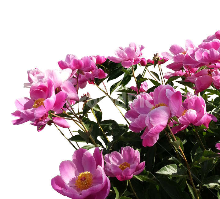식물,꽃,flower,작약,작약꽃