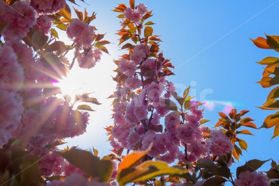 왕벚꽃,겹벚꽃,봄,봄사진,풍경,식물,자연,plants,nature,봄,계절,spring,season,꽃,flower,plant