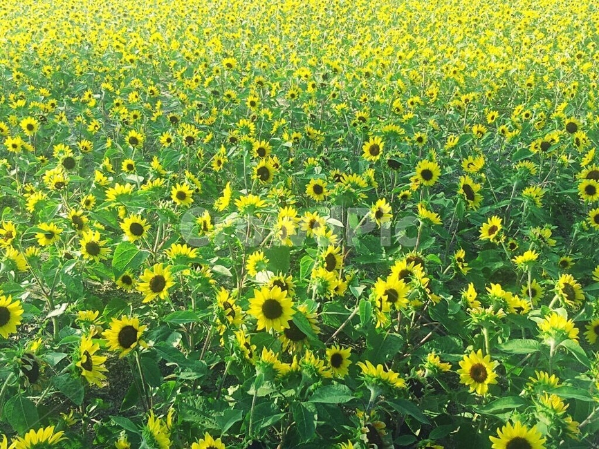 해바라기,꽃밭,순천만정원,꽃,순천,해바라기밭,식물,자연,plants,nature,꽃,flower
