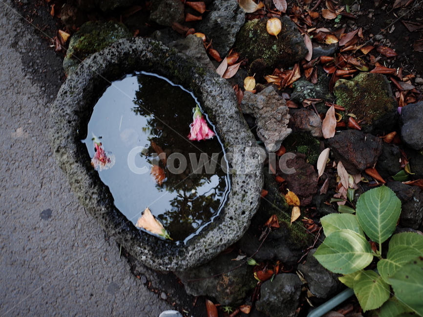 자연,아웃도어,웅덩이,잎,leaf,plant,식물