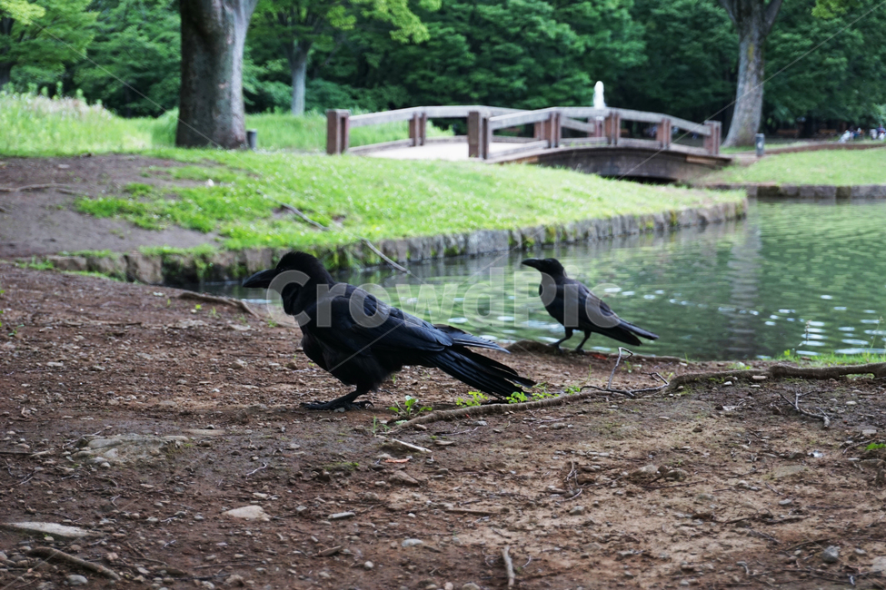 까마귀,공원,호수,잔디,다리,crow,park,lake,lawn,bridge,동물,animal,조류,새,birds